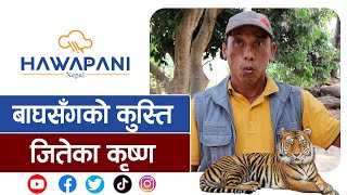 बाघसँग लडेर कसरी बाँचे कृष्ण  A man who fought with tiger [upl. by Anilec]