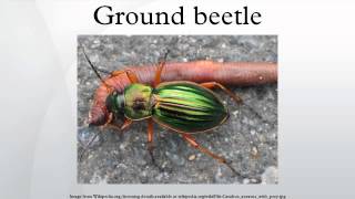 Ground beetle [upl. by Yditsahc]