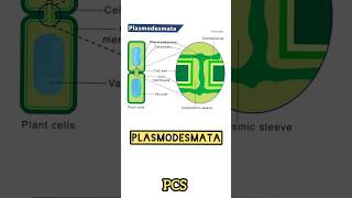 PLASMODESMATA Structure And Function  Protoplasmic Bridge of Plant Cell neet biology [upl. by Lind879]