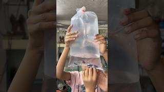 Mene Kafi sari petfish 🐡dekhi fishpetfishfishtankfishing aquarium petsvlogminivlog shorts [upl. by Arriek730]