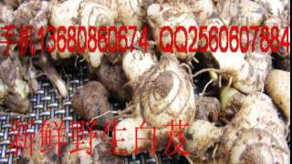 Bletilla Striata ManufacturersBletilla striataBletilla Striata suppliers china [upl. by Dnallor]