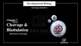 Cleavage and Blastulation  Its Mechanism  Developmental Biology  Chapter 7 part 2 [upl. by Llenil]