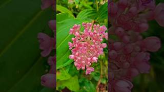 Medinilla myriantha plant shorts 👌🌿 [upl. by Nina]