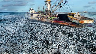 A Way For Fishermen To Catch Tuna Using Big Nets At Sea  Caught Hundred Tons Tuna Fish On the Boat [upl. by Cavanagh]