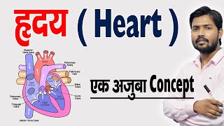 ह्रदय कैसे काम करता है  ह्रदय की संरचना एवं कार्य  Human Heart amp Its Function in Hindi [upl. by Brynne360]