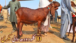 NAGRA MILKING BEETAL GOAT IN SAHIWAL BAKRA MANDI  TARIQ GOAT INFO [upl. by Kafka]