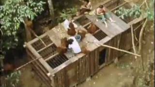 Orangutan  Orphans of the Forest Bukit Lawang Indonesia 1976 Part 3 of 4 [upl. by Eissolf]