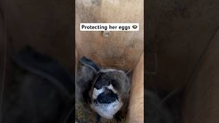 Chickadee inside nesting box 🪺 protecting her eggs 🐣 shorts chickadee [upl. by Nahoj]