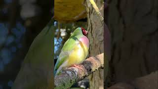 Gouldian Finch females and Red Browed Finch Male  bird sounds and finch call [upl. by Ydeh760]