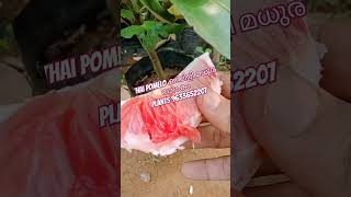 Thailand pomelo കമ്പിളി മധുര നാരകം Babloos lemonshorts vedeo [upl. by Jurdi]