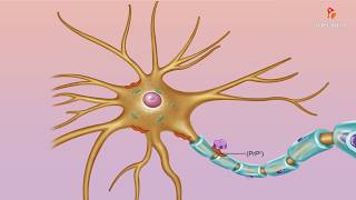 Abnormal misfolded prions  Medical microbiology animations [upl. by Worrad]