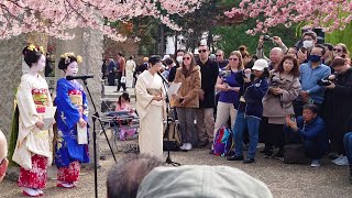 Geisha Walk at Yasaka Shrine and Maruyama Park in Gion Kyoto  Sakura  京都、八坂神社の桜と外国人観光客と舞妓さん、海外の反応 [upl. by Aisiat913]