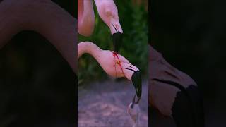 Are these flamingos feed blood to baby flamingo [upl. by Aklim584]