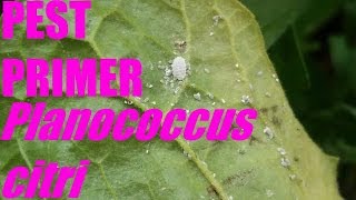 Planococcus citri Citrus Mealybug PestPrimer [upl. by Ybanrab662]