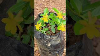 cuphea hyssopifolia plant kerala garden ideas youtubeshorts trendingshorts  shorts feed [upl. by Rebak360]