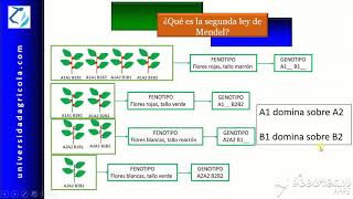 ¿Qué es la segunda ley de Mendel [upl. by Sallee]