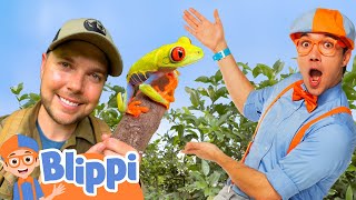 Blippi Explores the Rainforest with Brave Wilderness BraveWilderness  Educational Videos for Kids [upl. by Blandina]