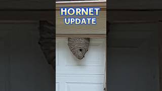 Heres What Happened hornets hornetnest fixandflip [upl. by O'Malley]