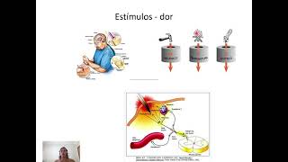 Fisiologia da dor  Atualizado [upl. by Darmit]