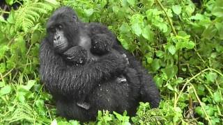 Gorilla Twins Day 5 Hirwa Group Rwanda [upl. by Ylus]