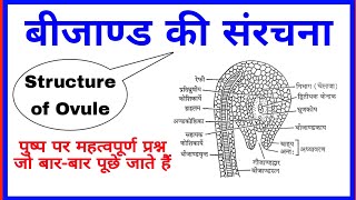 बीजाण्ड की संरचना  Structure of Ovule  पुष्प पर महत्वपूर्ण प्रश्न  Important quiz for Competition [upl. by Babby]