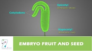 EMBRYO FRUIT AND SEED [upl. by Nylicaj]