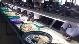 Cashew Processing in Ghana [upl. by Jelena380]