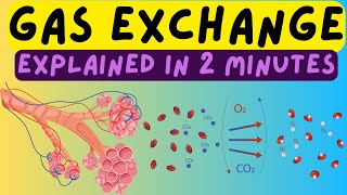 Biology Help The Respiratory System  Gas Exchange In The Alveoli Explained In 2 Minutes [upl. by Nitsa]