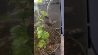 Walstad Jar Update Daphnia [upl. by Richlad]