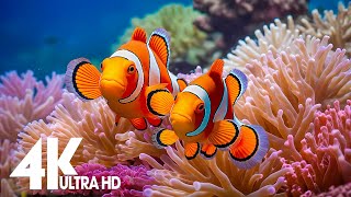 Aquarium 4k VIDEO ULTRA HDRelaxing Music with Colorful Coral ReefsFishand Stunning Ocean Scenes [upl. by Adam626]