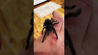 Grammostola pulchra  🖤The Brazilian Black Velvet Tarantula🖤🕷️Juvenile black tarantula [upl. by Lynnett320]