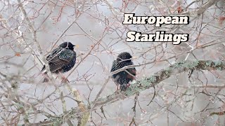 The European Starling Natures Shimmering Songbird [upl. by Notsgnik]