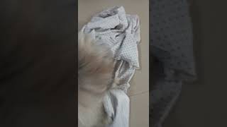 Kookoo funnyvideoshortilovestreetdog doglover [upl. by Nalid]