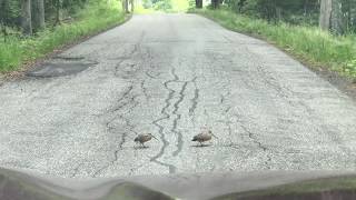 Woodcocks dancing across the road [upl. by Darrow]