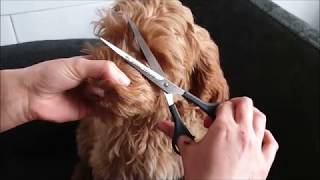 australian labradoodle puppy grooming [upl. by Ayin192]