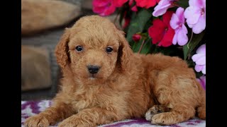 Mini Labradoodle Puppies for Sale [upl. by Rennane]