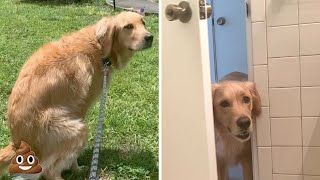 Weird Golden Retriever Behaviors Explained [upl. by Annayd530]