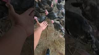 Fancy bird farming in india chicken desichickenfarming poultryfarming [upl. by Abagail935]