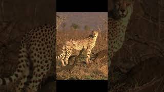 Lovely Cheetah Chirping in the Savanna  Acinonyx jubatus Sounds [upl. by Aitrop]