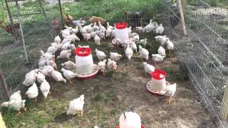 How to build an easy to clean chicken coop [upl. by Noedig]