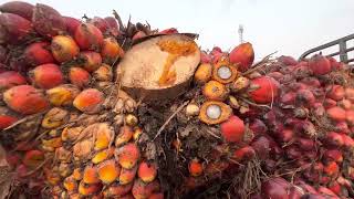 Difference Between Red Palm Oil and Palm Kernel Oil [upl. by Nyrahs]