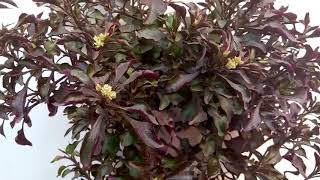 613 Method to grow Alternanthera sessilis Red Sessile Joyweed Plant Satrangi Plant Hindi [upl. by Zaccaria]