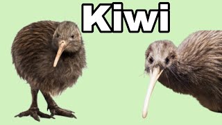 Kiwi  New Zealand National bird  Top Wild Facts about Kiwi shorts [upl. by Simah]