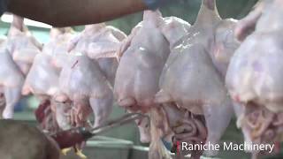 Manual Evisceration for Chicken Processing and Slaughterhouse [upl. by Suiddaht]