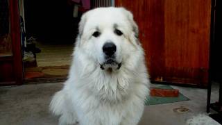 Bonzo  Great Pyrenees [upl. by Leinaj]