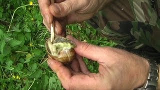 Živočišná stravašneciFood in naturesnail [upl. by Nattie314]