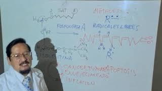 BIOQUIMICA DE LOS PEROXISOMAS 2  RADICALES LIBRES  Clase 30  Dr José M Carreón [upl. by Lazare]