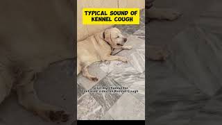 Kennel Cough Sound  Labrador [upl. by Hu7]