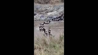 The Amazing Wildebeest Migration crosses the Masaai Mara River in Africa 🇰🇪 kenya [upl. by Dona457]