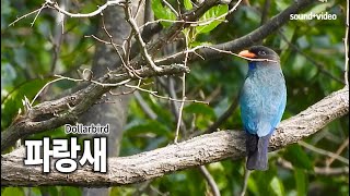 파랑새 Dollarbird soundvideo [upl. by Bracci]